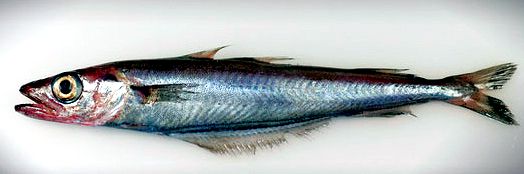 Micromesistius poutassou_200
